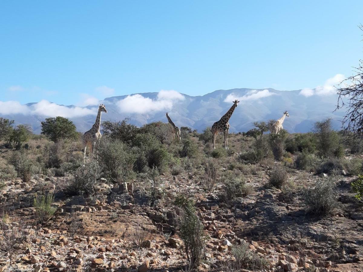 Wolverfontein Karoo Cottages Ladismith Dış mekan fotoğraf